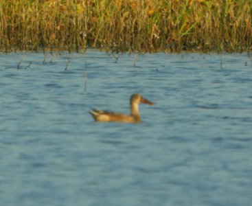 DSCN7933c Northern Shoveler Whispering Willows Area Kankakee Co IL 9-6-2016
