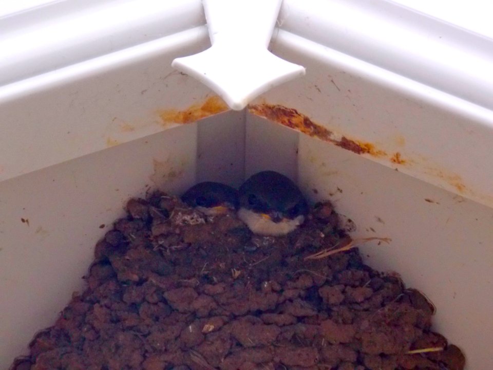 Swallows
