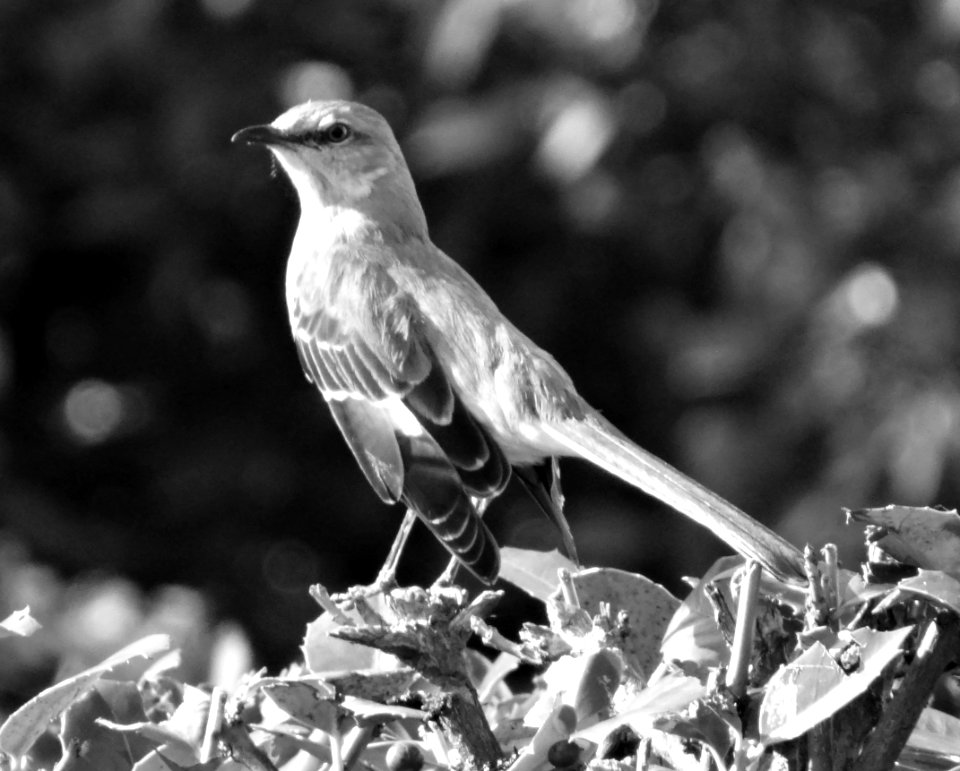Monochrome Mockingbird