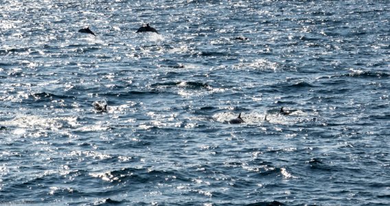 California Dolphins