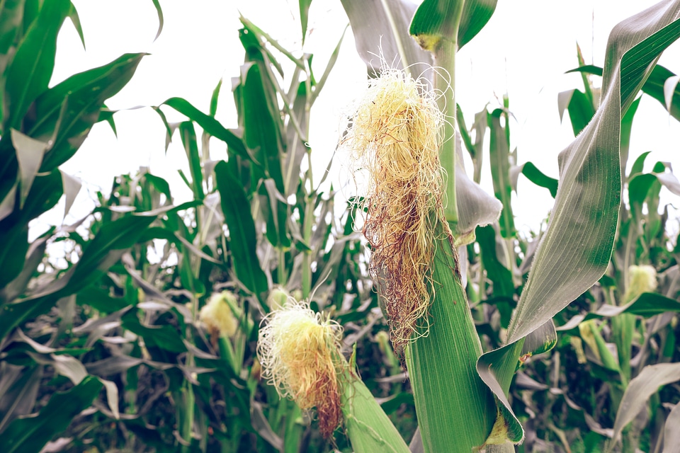 Crop food harvesting