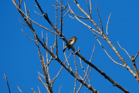 IMG 2002c Rose-breasted Grosbeak LeVasseur Park - Perry Farm Kankakee Co IL 9-26-2018