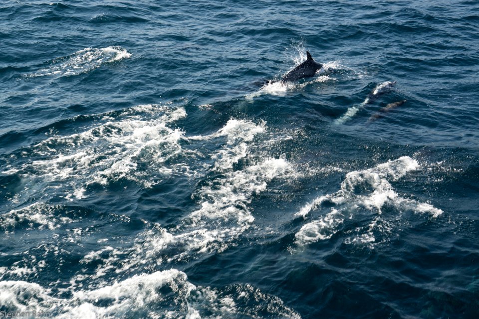California Dolphins