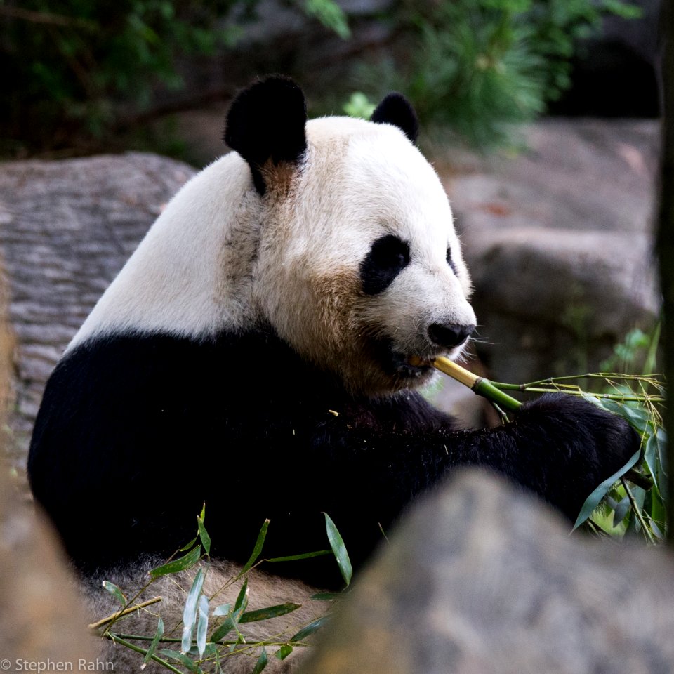 Zoo Atlanta Panda