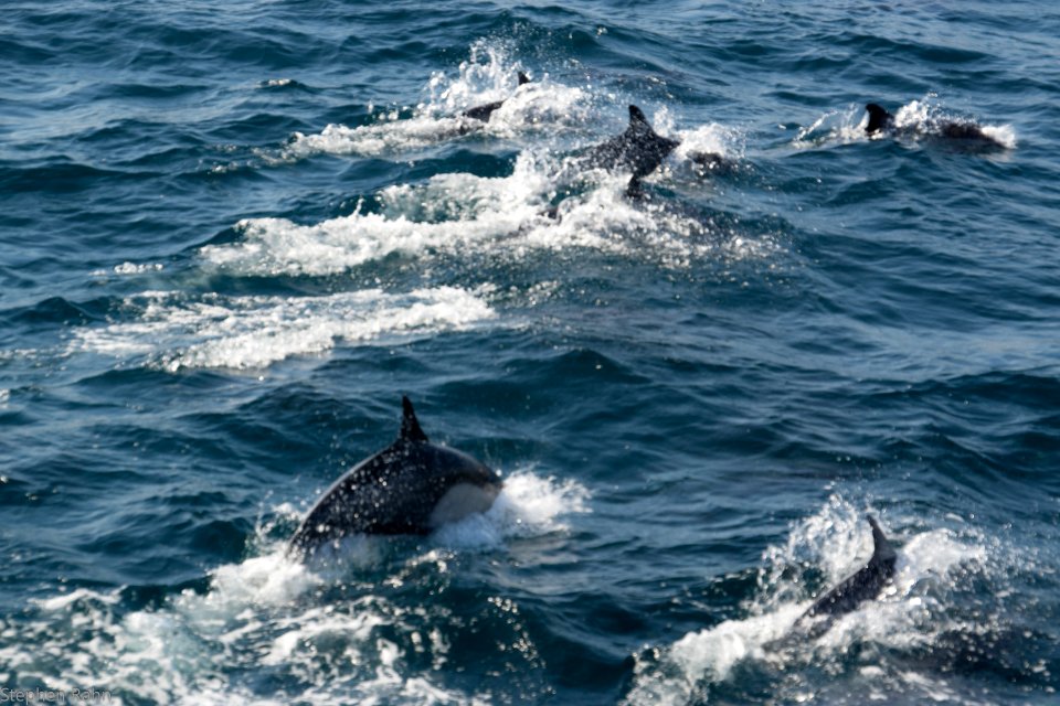 California Dolphins