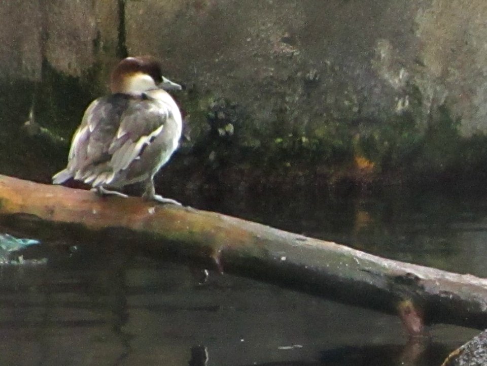 IMG 0268c Smew Museum Seward-AK 8-19-2018