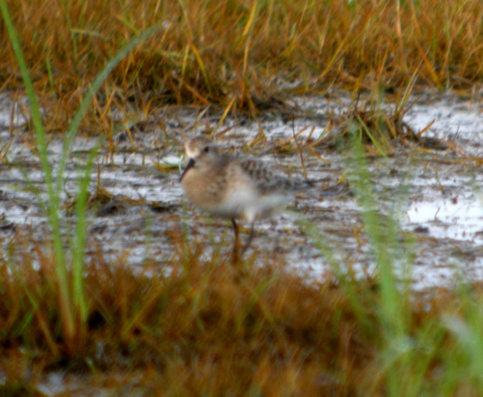DSCN7872c Baird's Sandpiper Sod Farm Momence IL 8-31-2016