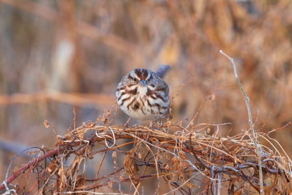 IMG 3545c Song Sparrow Legion Park Kankakee IL 12-13-2018