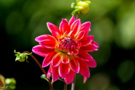 Terra botanica Angers Maine et Loire-31