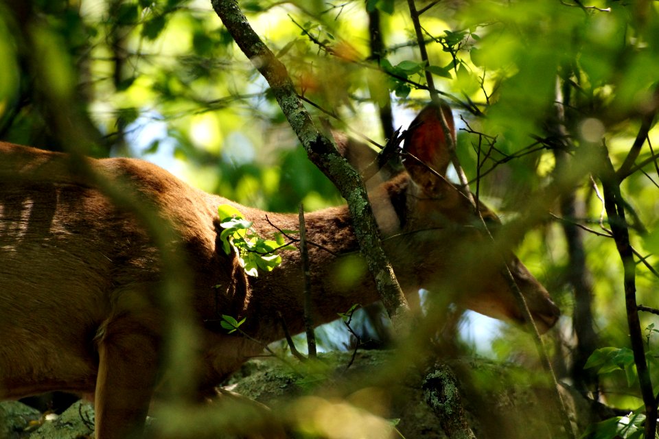 Day 104 - Deer on Kennesaw Mountain