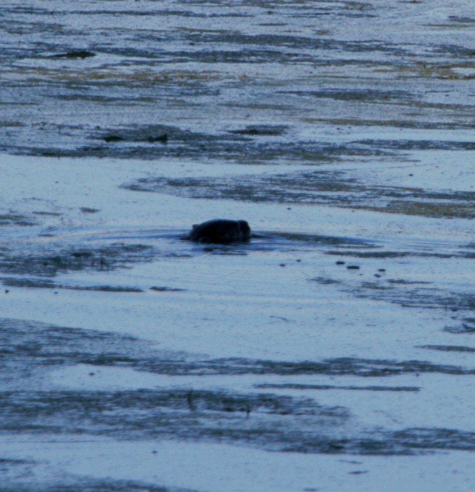 IMG 8275c NA River Otter? Willow Slough FWA IN 6-16-2016