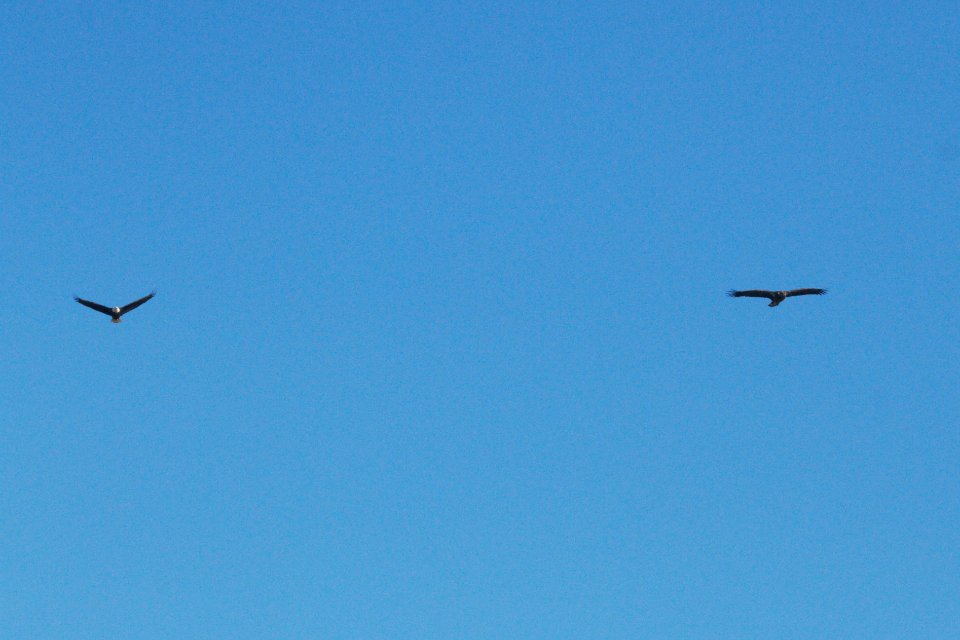 IMG 3224c Bald Eagles Kankakee IL 11-13-2018