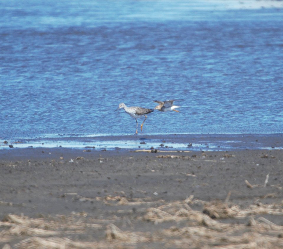 IMG 5099c Greater Yellowlegs Pectoral Sandpiper Whispering Willows Area Kankakee Co IL 3-24-2017