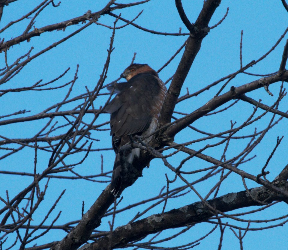 IMG 2687c Cooper's Hawk LeVasseur Park - Perry Farm IL 12-7-2016
