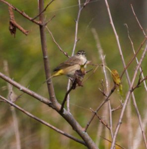 IMG 9448c Palm Warbler Whispering Willows Area Kankakee Co IL 9-28-2016 photo