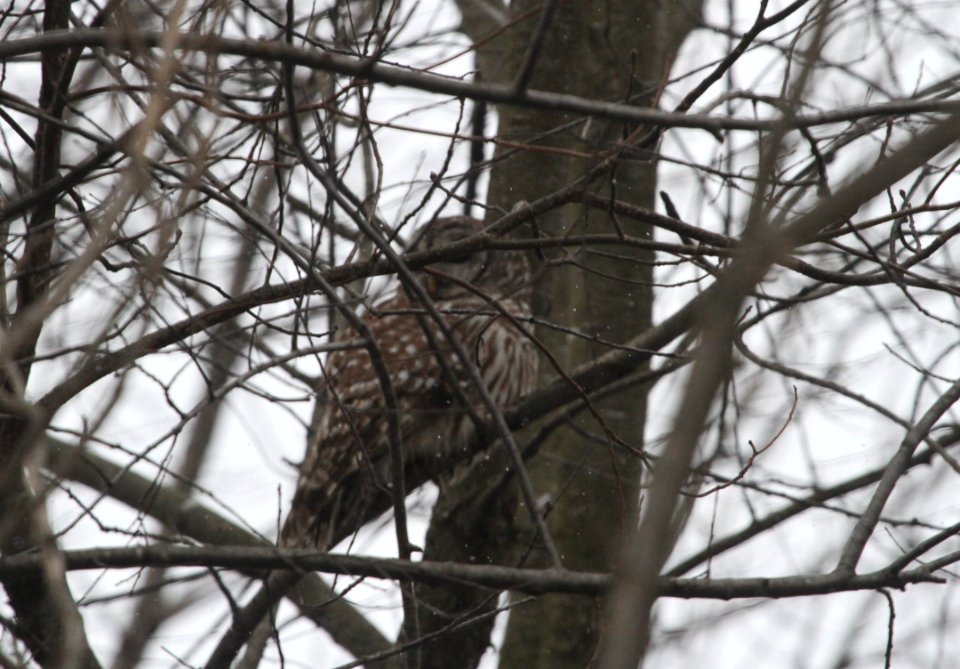 IMG 4003c Barred Owl Willow Slough FWA IN 2-8-2017