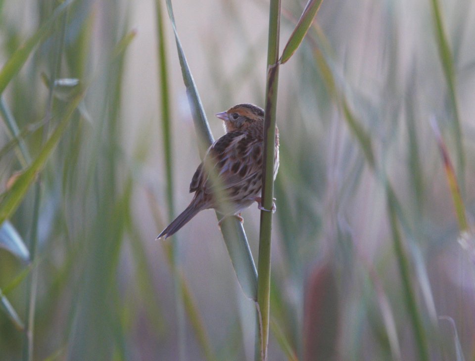 IMG 9963c Le Conte's Sparrow Whispering Willows Area Kankakee Co IL 10-13-2016