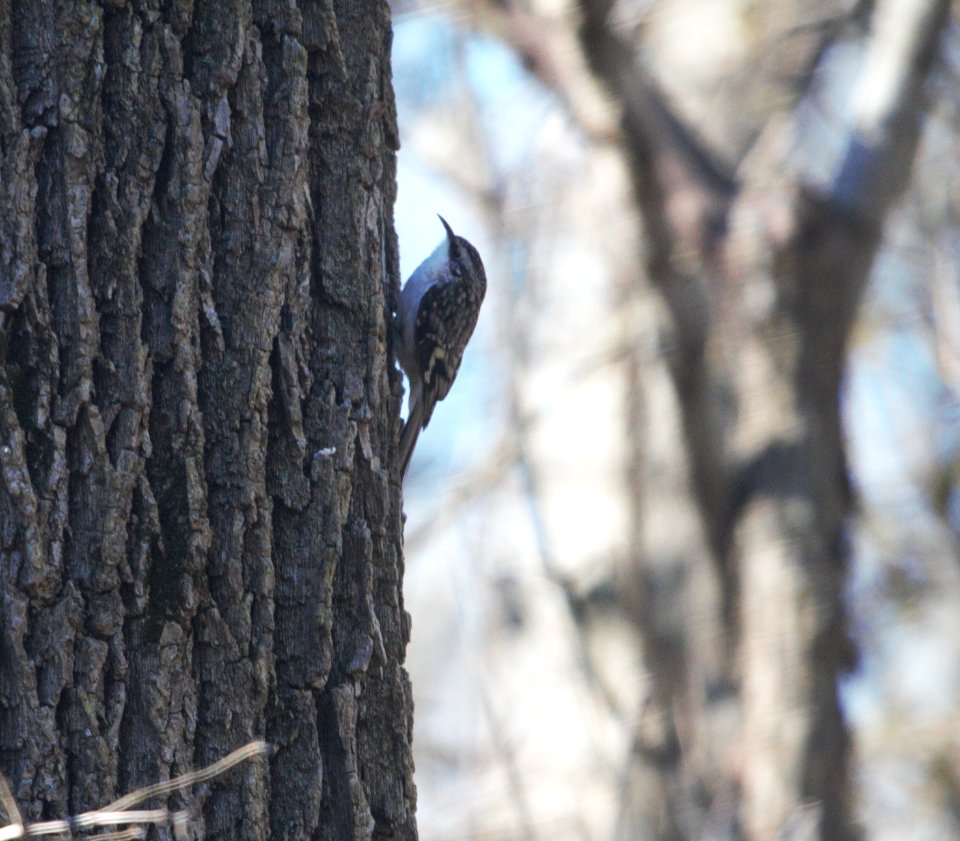 IMG 3386c Brown Creeper Kankakee River SP Kankakee Co IL 12-31-2016