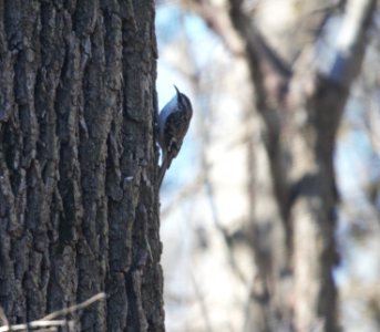 IMG 3386c Brown Creeper Kankakee River SP Kankakee Co IL 12-31-2016