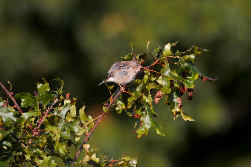 IMG 2030c Field Sparrow Heiland FP Kankakee Co IL 9-27-2018