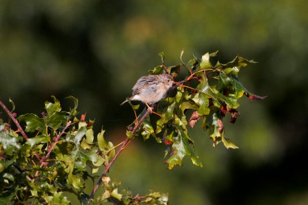 IMG 2030c Field Sparrow Heiland FP Kankakee Co IL 9-27-2018