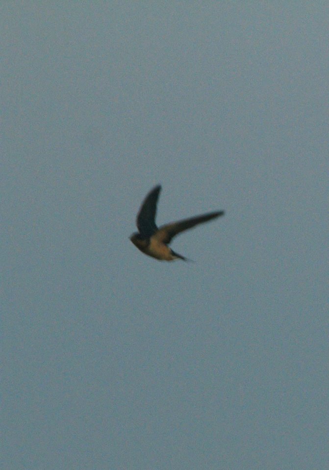 IMG 0776c Barn Swallow Whispering Willows Area Kankakee Co IL 10-29-2016