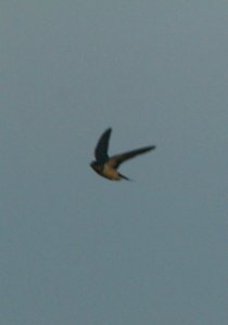 IMG 0776c Barn Swallow Whispering Willows Area Kankakee Co IL 10-29-2016