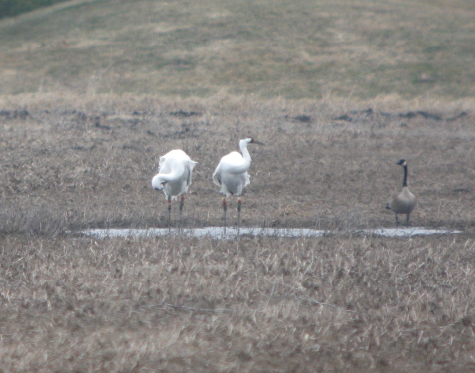 IMG 9562cg Whooping Crane Kankakee Co IL 3-6-2017