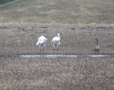 IMG 9562cg Whooping Crane Kankakee Co IL 3-6-2017