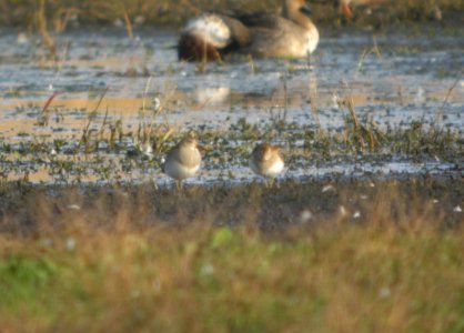 DSCN8885c Pectoral Sandpiper Whispering Willows Area Kankakee Co IL 10-28-2016