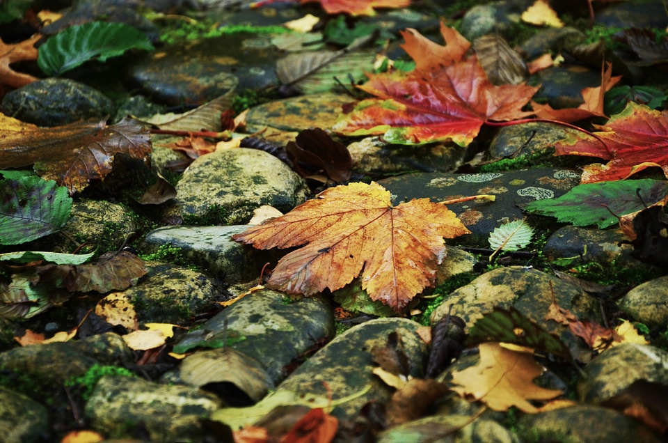 Golden autumn leaves in the autumn autumn leaf