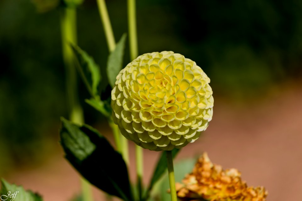 Terra botanica Angers Maine et Loire-102