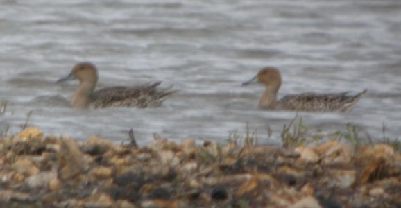 DSCN7726c Northern Pintail Schoeffner Farm Kankakee Co IL 8-21-2016