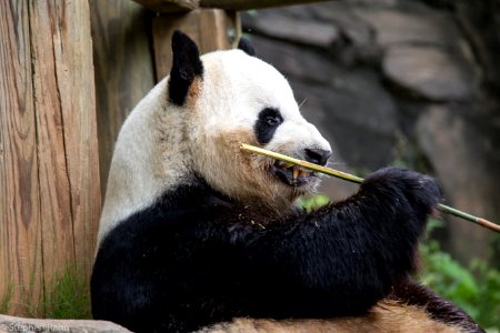 Zoo Atlanta Panda photo