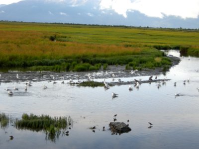 DSCN0458c Potter Marsh Boardwalk Anchorage AK 8-16-2018