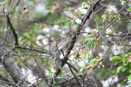 IMG 9635c Least Flycatcher Hse Kankakee IL 5-9-2018