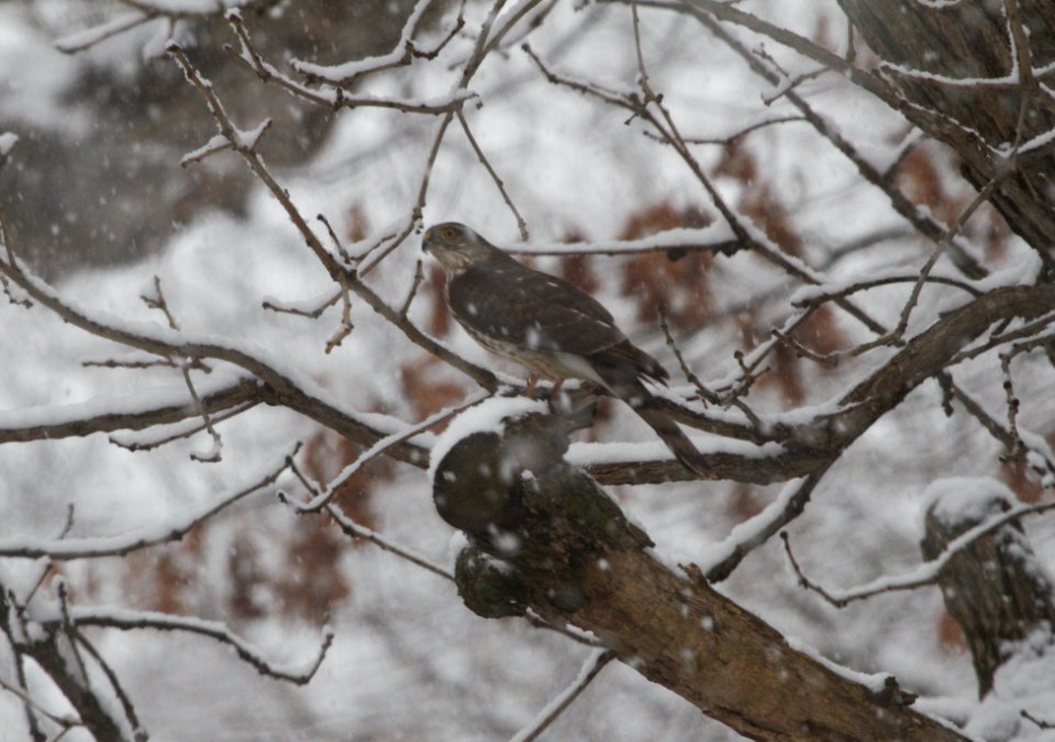 IMG 2602c Sharp-shinned Hawk Hse Kankakee IL 12-4-2016