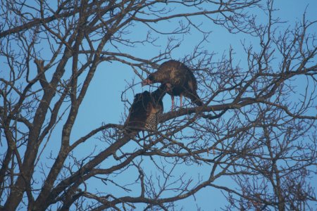IMG 4201c Wild Turkey Pembroke Kankakee Co IL 2-19-2017