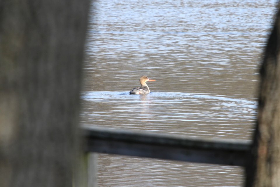 IMG 8595c RB Merganser Willow Slough FWA IN 4-5-2018