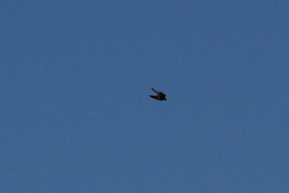 IMG 2363c Merlin Whispering Willows Area Kankakee Co IL 11-20-2016