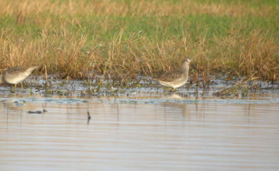 DSCN8889c LB Dowitcher Whispering Willows Area Kankakee Co IL 10-29-2016