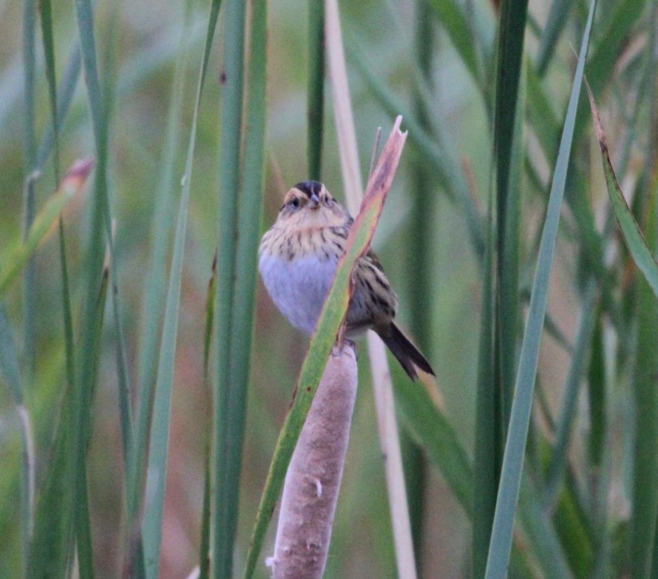 IMG 0538C Nelson's Sparrow Whispering Willows Area Kankakee Co IL 10-25-2016