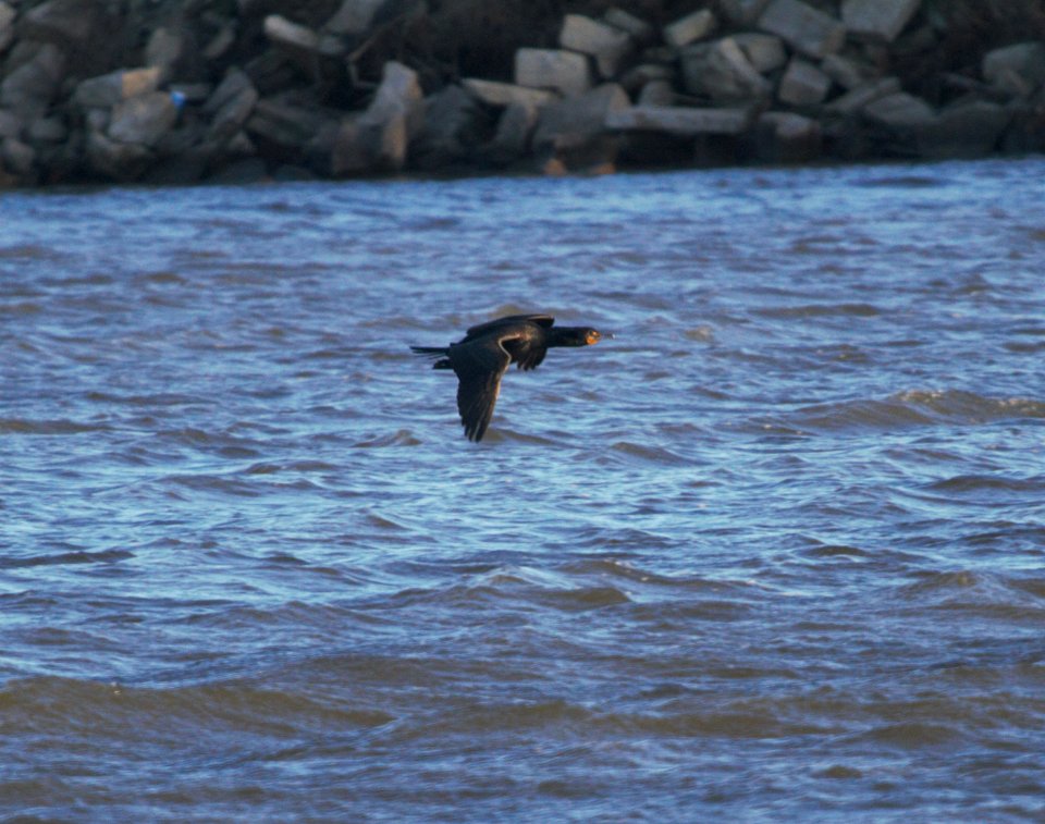 IMG 4735c Double-crested Cormorant Beckman Park Kankakee IL 3-8-2017