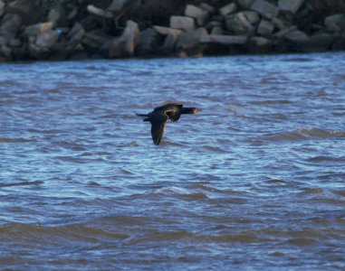 IMG 4735c Double-crested Cormorant Beckman Park Kankakee IL 3-8-2017
