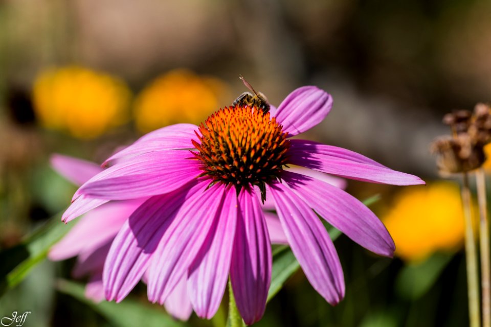 Terra botanica Angers Maine et Loire-124