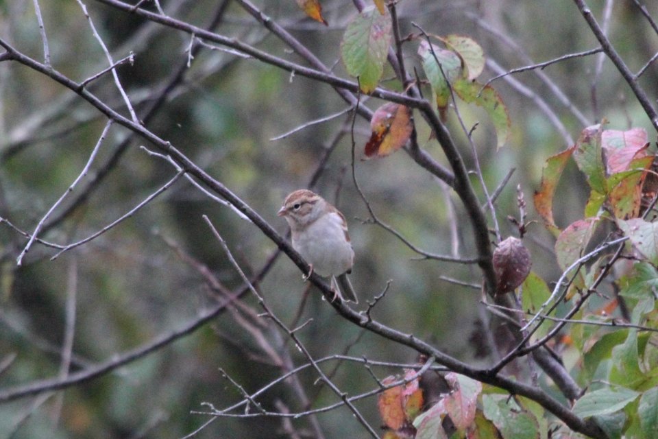 IMG 2218c Chipping Sparrow Willowhaven Kankakee Co IL 10-1-2018
