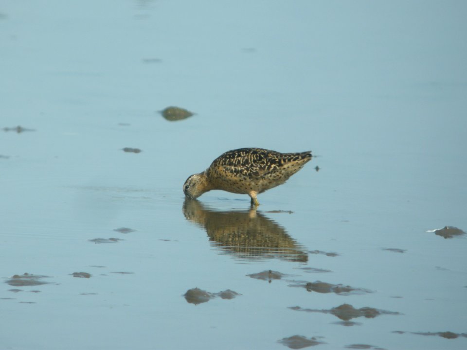 DSCN0269c Short-billed Dowitcher Willowhavern Area Kankakee Co IL 8-3-2018