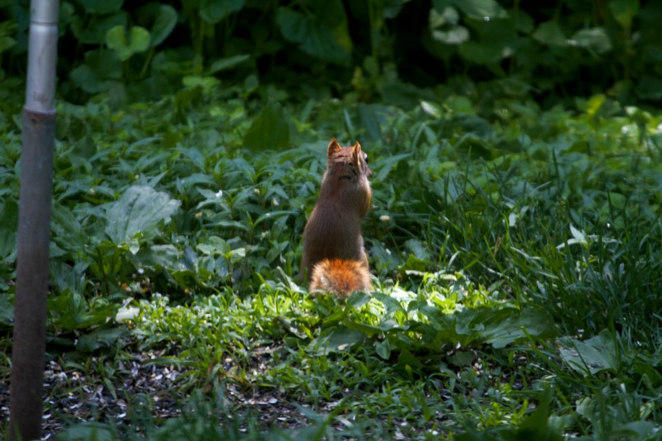 IMG 0248c Red Squirrel Hse Kankakee IL 6-1-2018