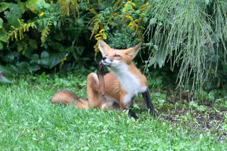 IMG 1610 Red Fox Hse Kankakee IL 9-7-2018