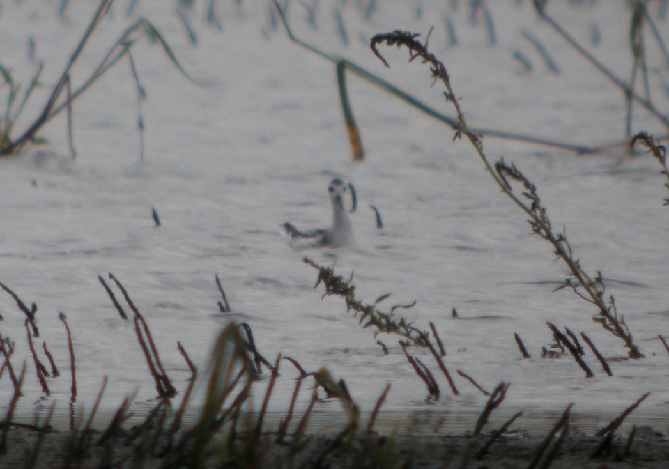 DSCN8016c Red-necked Phalarope NW Iroquois Co IL 9-14-2016